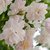 Rose-blanche - Rosiers lianes - Paul's Himalayan Musk Rambler